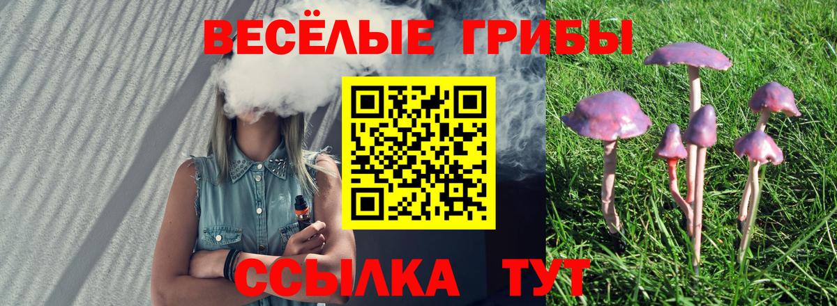 Галлюциногенные грибы Psilocybe Вязники